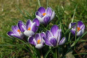 Purple spring crocuses