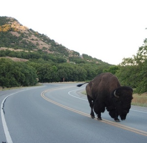 Bison in Wichita Moutains Wildlife Refuge