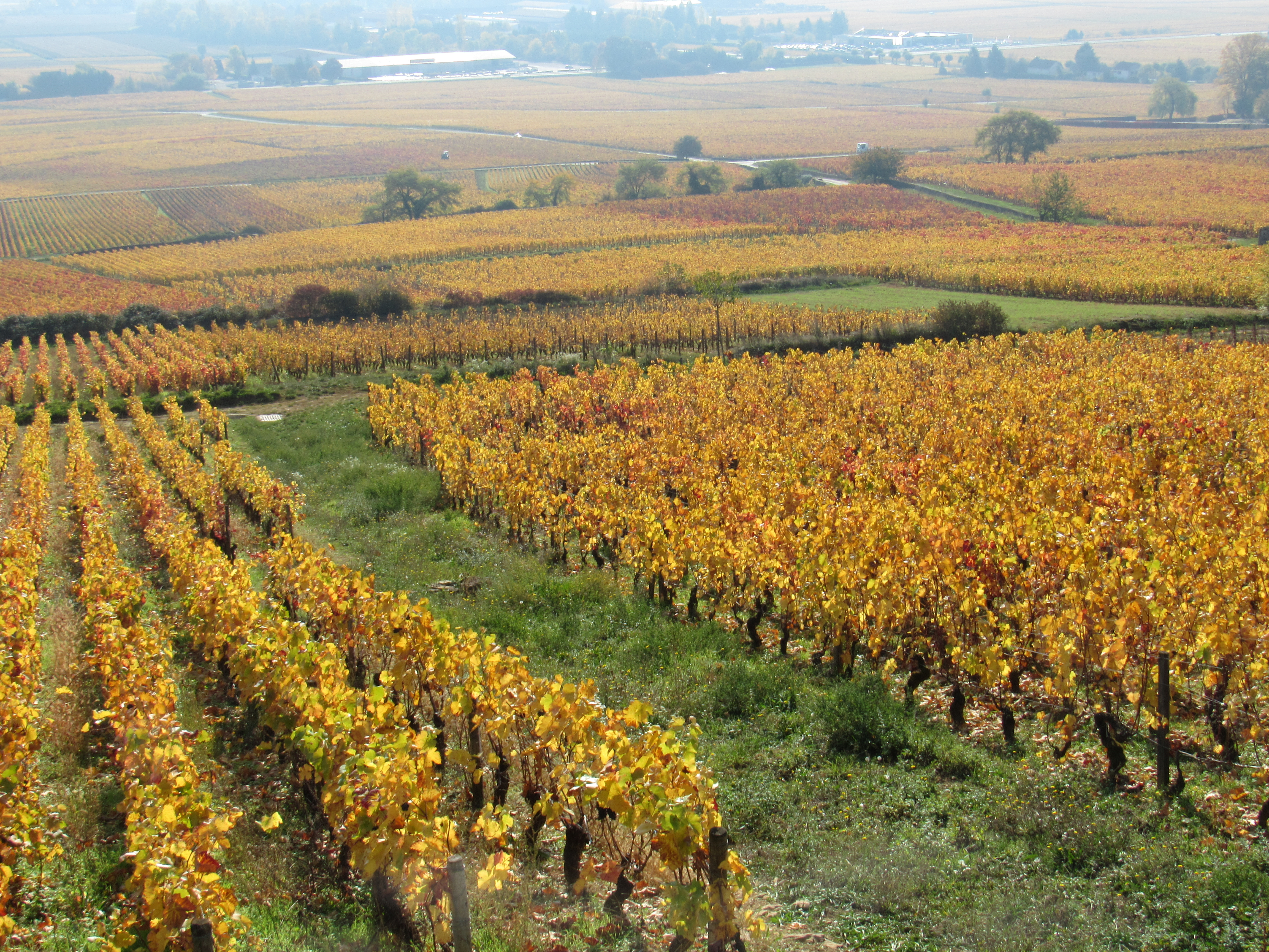 French vineyard