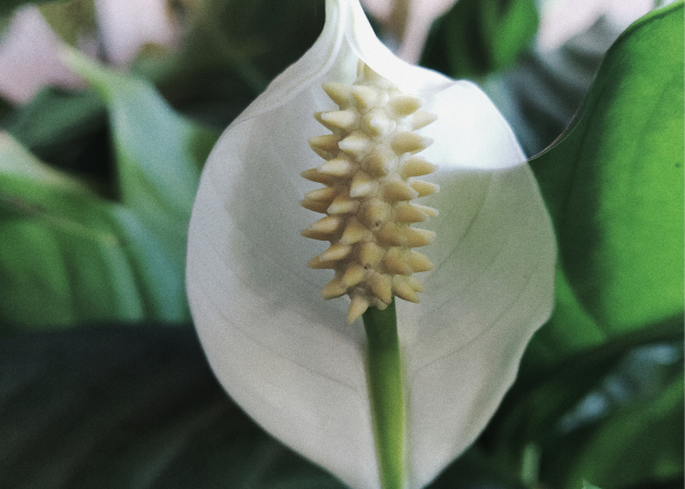 White peace lily